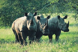 Nam Phi bãi bỏ lệnh cấm buôn bán sừng tê giác